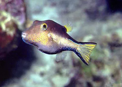Caribbean sharpnose-puffer (Canthigaster rostrata)