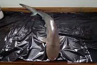 Caribbean sharpnose shark (Rhizoprionodon porosus)