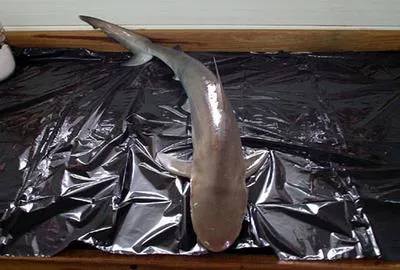 Caribbean sharpnose shark (Rhizoprionodon porosus)