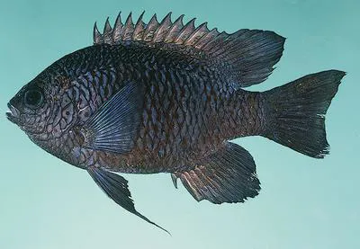 Carlson's damsel (Neoglyphidodon carlsoni)