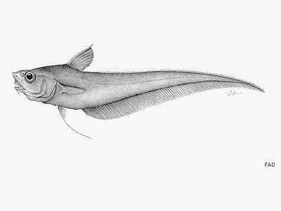 Carmine grenadier (Coryphaenoides carminifer)