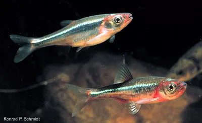 Carmine shiner (Notropis percobromus)