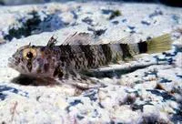Carmine triplefin (Enneanectes carminalis)