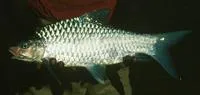 Carnatic carp (Barbodes carnaticus)