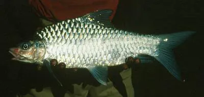Carnatic carp (Barbodes carnaticus)