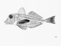 Carol's gurnard (Lepidotrigla carolae)