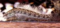 Carolina darter (Etheostoma collis)