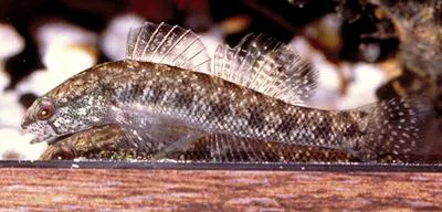 Carolina darter (Etheostoma collis)
