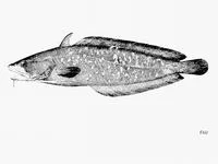 Carolina hake (Urophycis earllii)