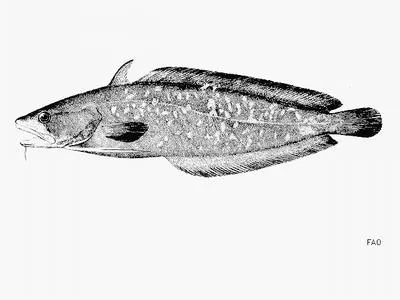 Carolina hake (Urophycis earllii)