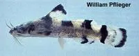 Carolina madtom (Noturus furiosus)