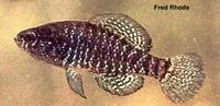 Carolina pygmy sunfish (Elassoma boehlkei)