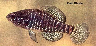 Carolina pygmy sunfish (Elassoma boehlkei)