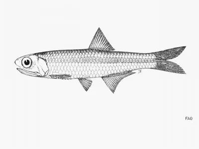 Caroline anchovy (Stolephorus multibranchus)
