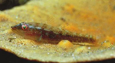 Caroline Islands ghost goby (Pleurosicya carolinensis)