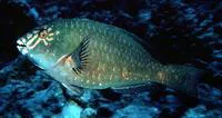 Carolines parrotfish (Calotomus carolinus)