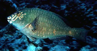 Carolines parrotfish (Calotomus carolinus)