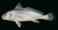 Caroun croaker (Johnius carouna)