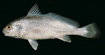 Caroun croaker (Johnius carouna)