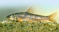 Carpathian gudgeon (Gobio carpathicus)