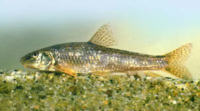 Carpathian gudgeon (Gobio carpathicus)