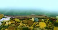 Carpathian lamprey (Eudontomyzon danfordi)