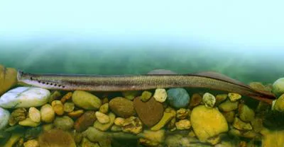 Carpathian lamprey (Eudontomyzon danfordi)