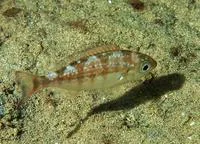 Carpenter seabream (Argyrozona argyrozona)