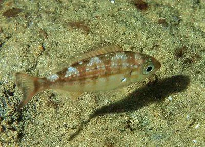 Carpenter seabream (Argyrozona argyrozona)