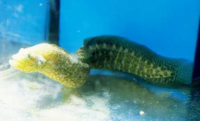 Carpet eel-blenny (Congrogadus subducens)
