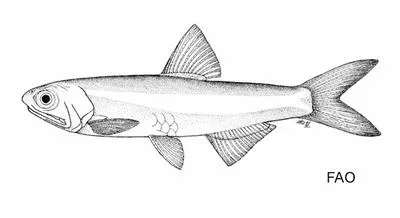 Carriker's anchovy (Anchoviella carrikeri)