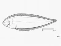 Carrot tonguesole (Cynoglossus dubius)