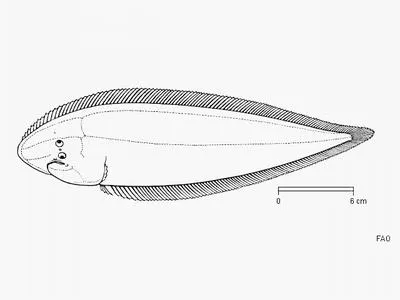 Carrot tonguesole (Cynoglossus dubius)
