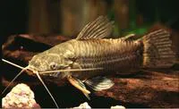 Cascarudo (Callichthys callichthys)