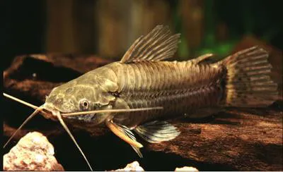 Cascarudo (Callichthys callichthys)