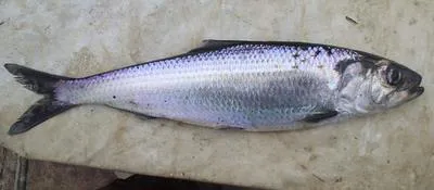 Caspian anadromous shad (Alosa kessleri)