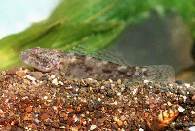 Caspian bighead goby (Ponticola gorlap)