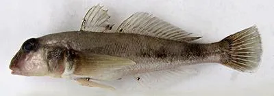 Caspian goby (Neogobius caspius)