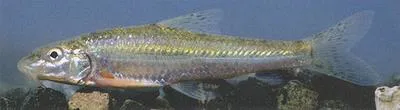 Caspian gudgeon (Gobio holurus)
