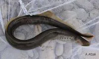 Caspian lamprey (Caspiomyzon wagneri)