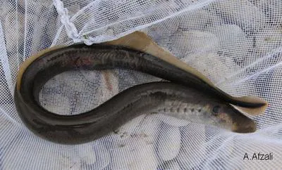 Caspian lamprey (Caspiomyzon wagneri)