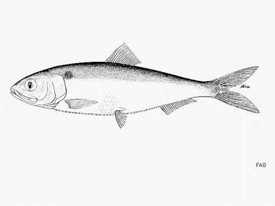 Caspian marine shad (Alosa braschnikowi)