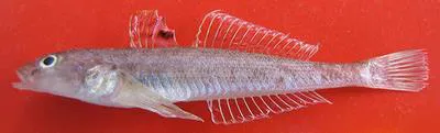 Caspian sand goby (Neogobius pallasi)