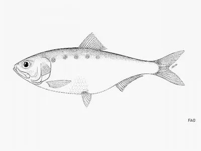 Caspian shad (Alosa caspia caspia)