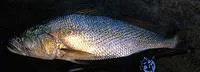 Cassava croaker (Pseudotolithus senegalensis)