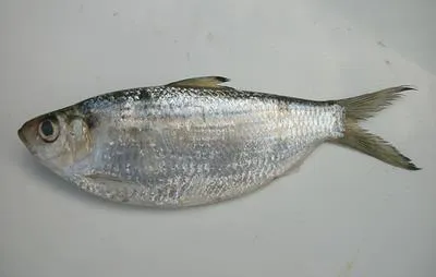 Castelnau's herring (Herklotsichthys castelnaui)