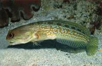 Castelnau's jawfish (Opistognathus castelnaui)