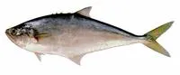 Castin leatherjacket (Oligoplites saliens)
