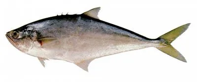 Castin leatherjacket (Oligoplites saliens)