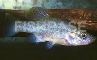 Catarina allotoca (Allotoca catarinae)